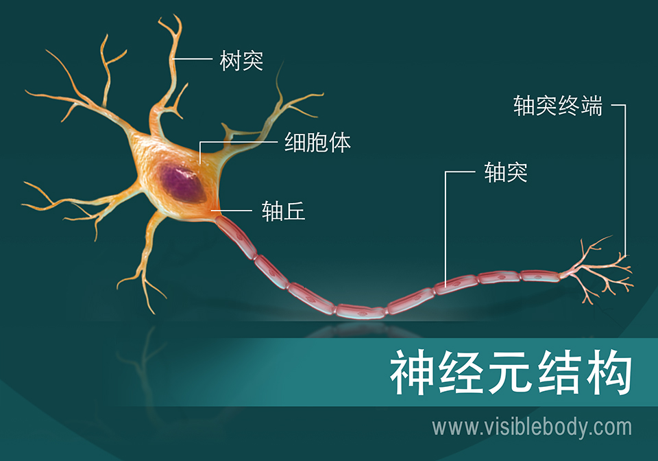神经元结构示意图